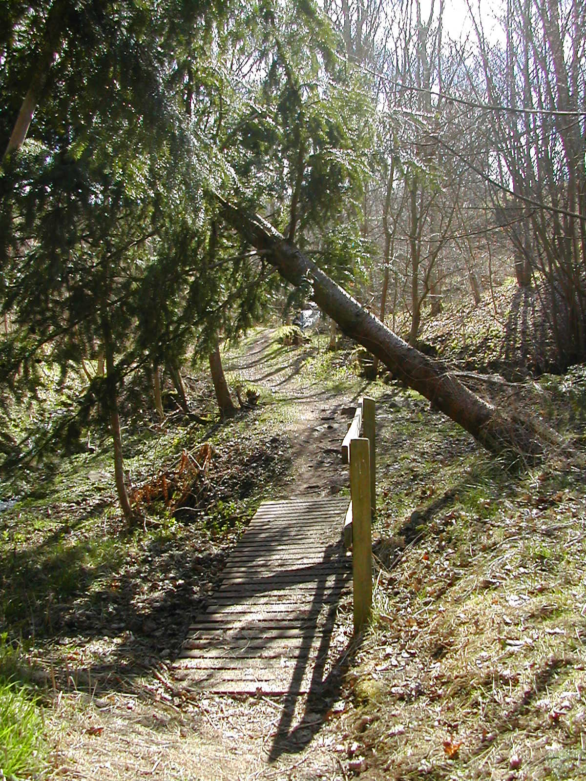 Newtyle Den