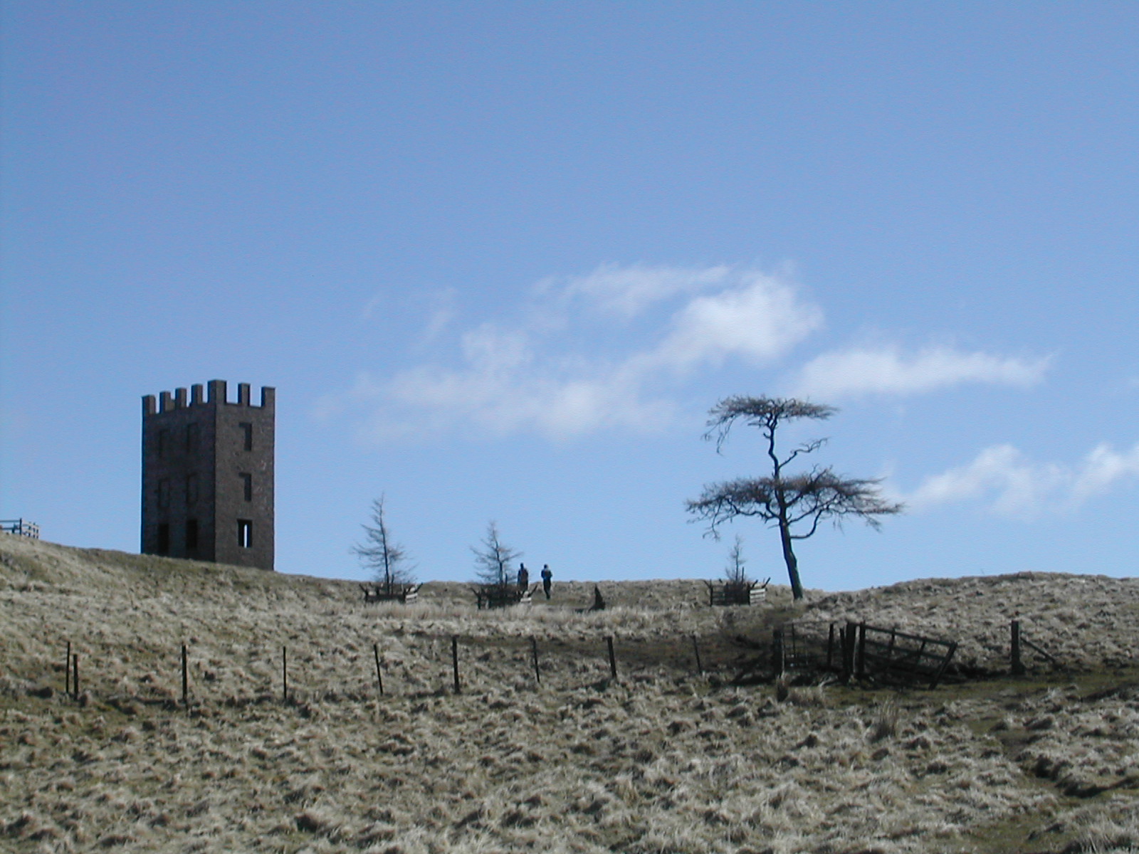 Kinpurnie tower and trees